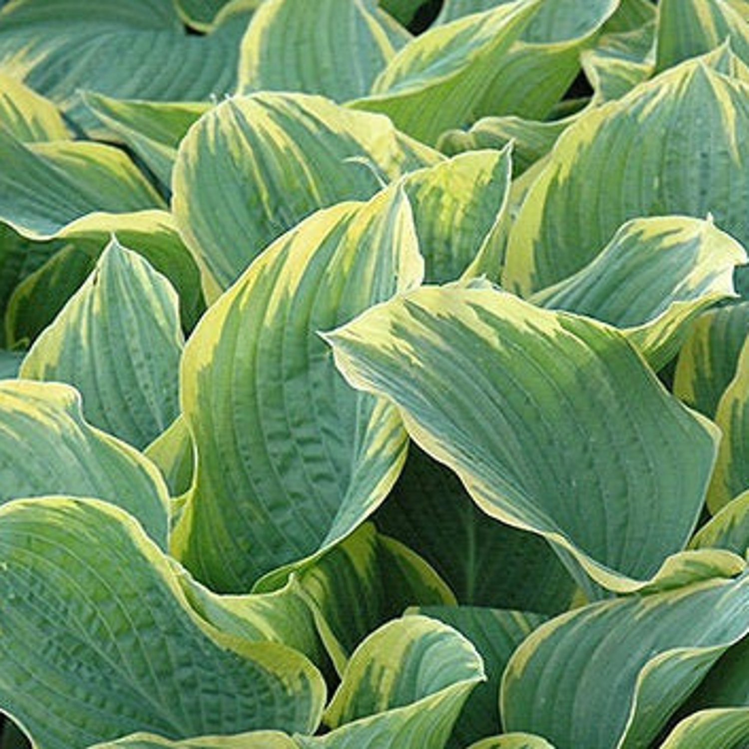 2 Sagae Hosta Bare Root Plants Organic Ship Cut Leaf