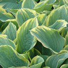 2 Sagae Hosta Bare Root Plants Organic Ship Cut Leaf
