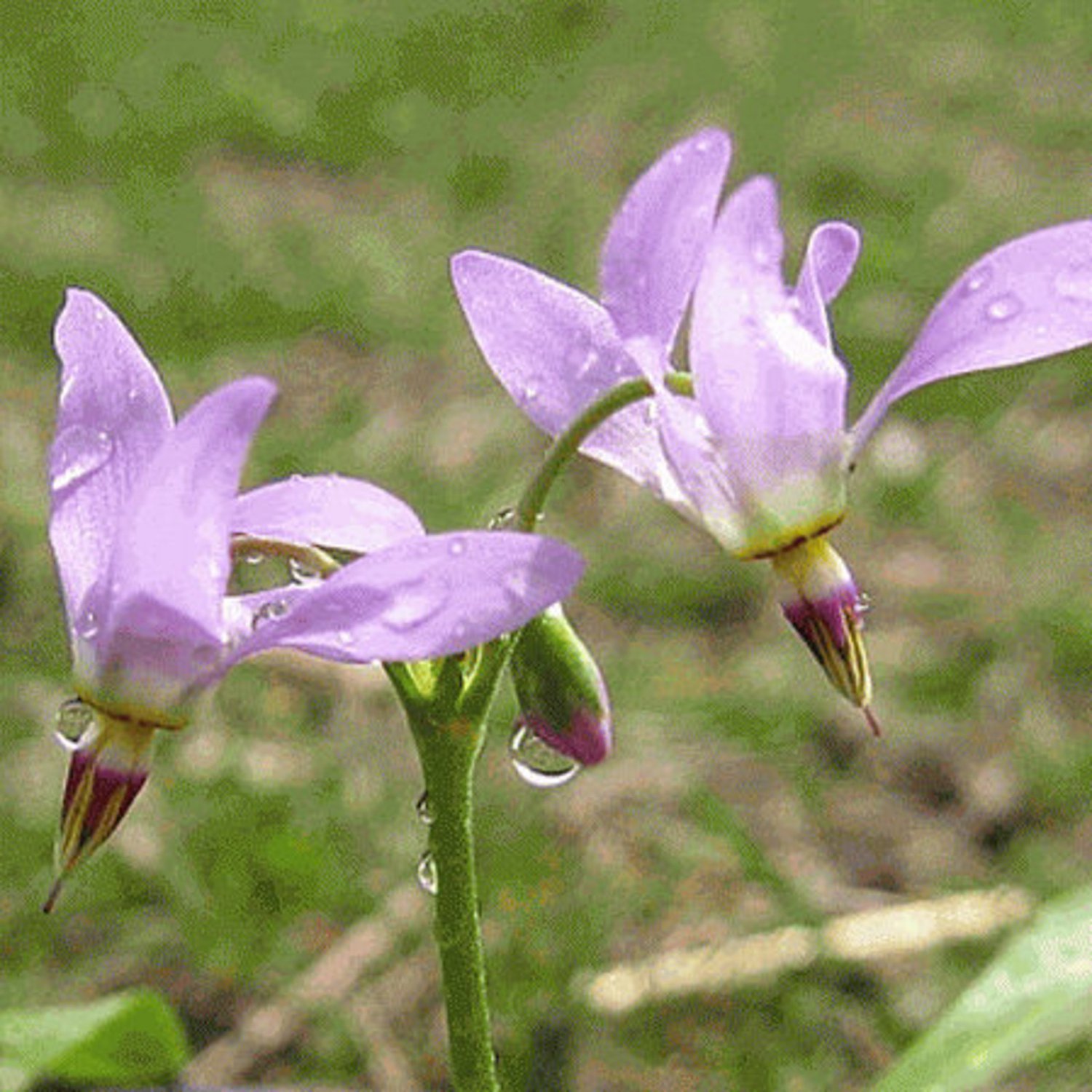 40Midland Shooting Star