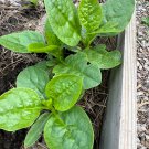 50 Malabar Spinach Green Vines