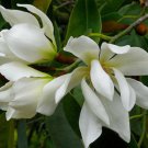 Magnolia Doltsopa Sweet Michelia 5 Seeds