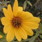 Helianthus Pauciflorus Stiff Prairie Showy Sunflower 20 Seeds