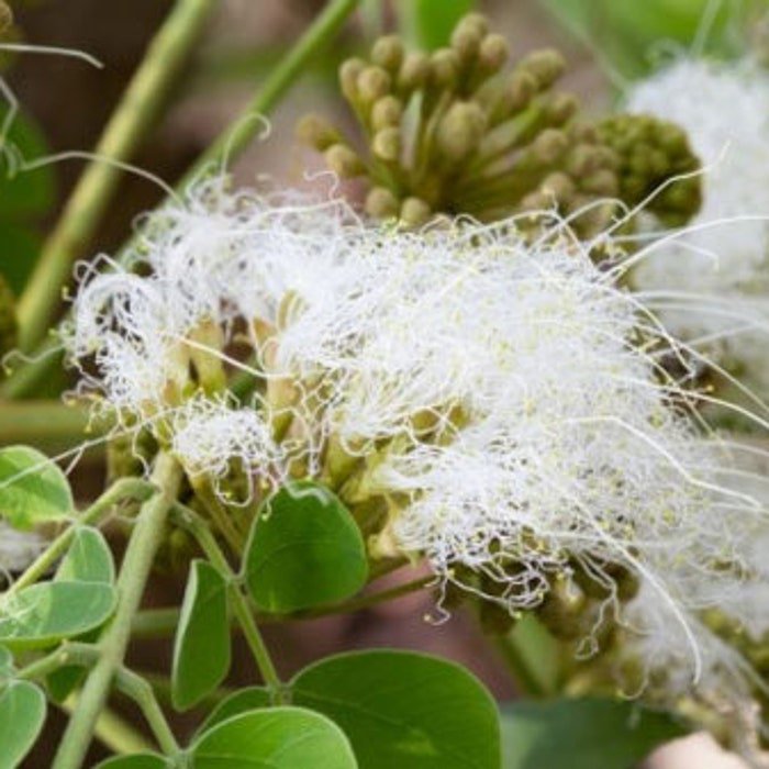Pseudosamanea Guachapele Higo Amarillo White Lara 10 Seeds