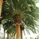 Phoenix Paludosa Mangrove Date Palm Sea Dates 5 Seeds
