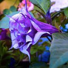 Datura Metel Triple Purple 20 Seeds