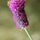 Dalea Purpurea Purple Violet Prairie Clover 200 Seeds