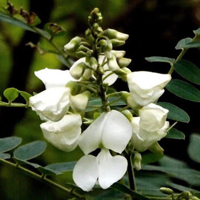 Tephrosia Candida White 10 Seeds