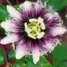 Passiflora Edulis Golden Giant 5 Seeds