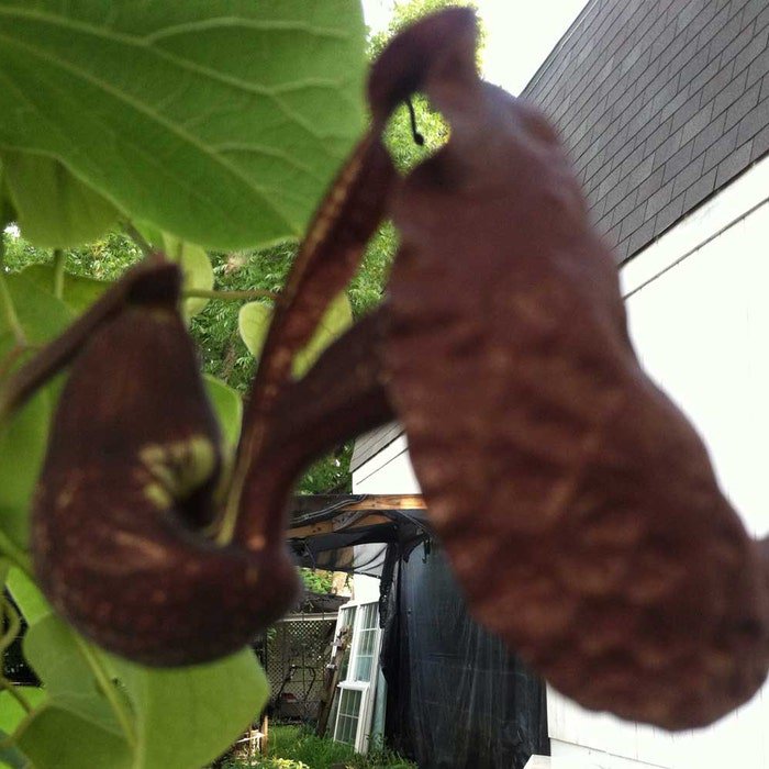Aristolochia Galeata 10 Seeds