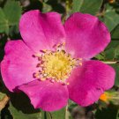 Rosa Woodsii Wild Mountain Woods Rose 20 Seeds