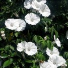 Ipomoea Cairica Alba Palmate Morning Glory White Cairo Morning Glory 10 Seeds