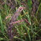 Oryza Sativa Black Madras Asian & Common Rice 10 Seeds