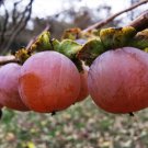 Diospyros Lotus Caucasian Lilac Persimmon Date Plum 5 Seeds