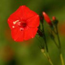 Ipomoea Hederifolia Scarlet Morning Glory 10 Seeds