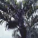 Wallichia Oblongifolia Dwarf Wallichs Fishtail Himalayan Palm 20 Seeds