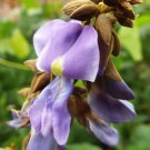 Pachyrhizus Erosus Jicama Mexican Yam Potato Turnip Yambean 5 Seeds