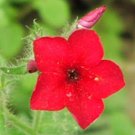 Phlox Drummondii Annual Drummonds 50 Seeds