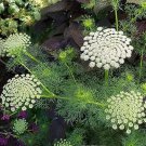 Ammi Visnaga Green Mist False Queen Annes Lace Toothpick Weed 20 Seeds