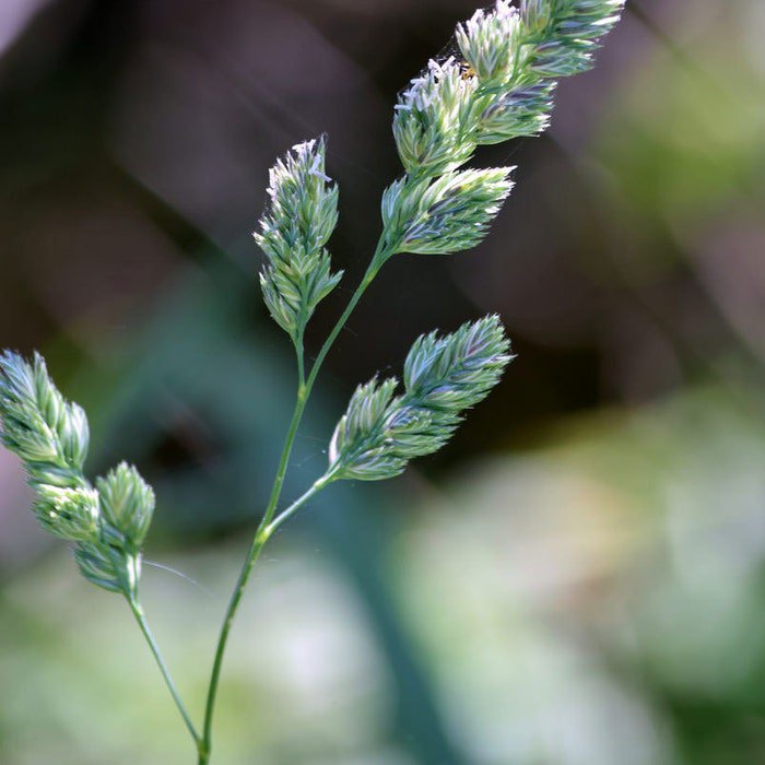 Dactylis Glomerata Cocks Foot Orchardgrass 100 Seeds