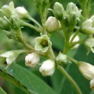Apocynum Sibiricum Clasping Dogbane 10 Seeds