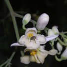Moringa Oleifera Horseradish Ben Oil Benzoil Drumstick Tree 5 Seeds
