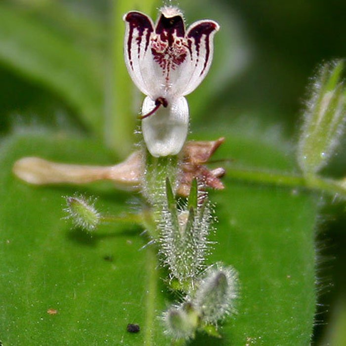 Andrographis Paniculata Creat Green Chiretta 100 Seeds