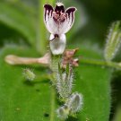 Andrographis Paniculata Creat Green Chiretta 100 Seeds