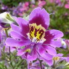 Schizanthus Wisetonensis Angel Wings 100 Seeds