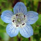 Nemophila Menziesii Baby Blue Eyes 50 Seeds