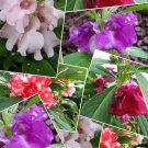 Impatiens Balsamina Mixed Colors Balsam Touch-Me-Not 20 Seeds