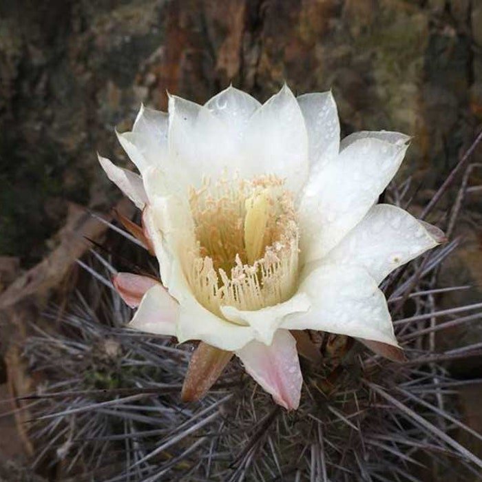 Eulychnia Acida Copao 20 Seeds