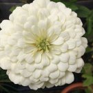Zinnia Elegans Polar Bear 50 Seeds