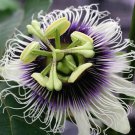 Passiflora Edulis Tango 5 Seeds
