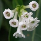 Cestrum Diurnum White Chocolate Jasmine Day Jessamine 10 Seeds
