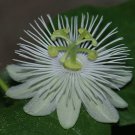 Passiflora Foetida Alba Running Pop Passion Flower 10 Seeds