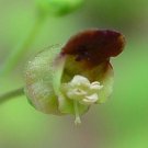 Scrophularia Marilandicalate Figwortcarpenters Square 500 Seeds