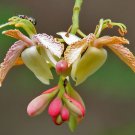 Tamarindus Indica Tamarind Tree 10 Seeds