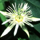 Passiflora Capsularis Red Granadilla 10 Seeds