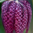 Fritillaria Meleagris Snakes Head Fritillary Checkered Lily 10 Seeds