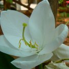 Bauhinia Acuminata Dwarf White & Snowy Orchid Tree 5 Seeds