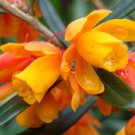 Berberis Trigona Orange King 10 Seeds