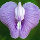 Clitoria Macrophylla Pigeonwing Poik Tak Katen 10 Seeds
