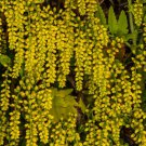 Chiastophyllum Oppositifolium Lambs Tail Gold Drop 200 Seeds