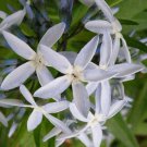 Amsonia Illustris Ozark Bluestar Shining Blue Star 10 Seeds