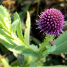Sphaeranthus Indicus Munditika Mundi Shravana Bhikshu 50 Seeds
