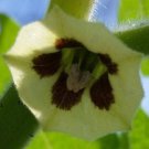 Physalis Pruinosa Ground Cherry Strawberry Husk Tomato 20 Seeds