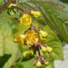 Leycesteria Crocothyrsos Golden Pheasant-Eye 20 Seeds