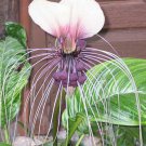 Tacca Chantrieri White Nivea White Bat Flower Bat-Head Lily 20 Seeds