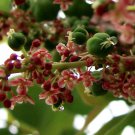 Phyllanthus Acidus Chermai Otaheite Malay Tahitian Gooseberry 5 Seeds
