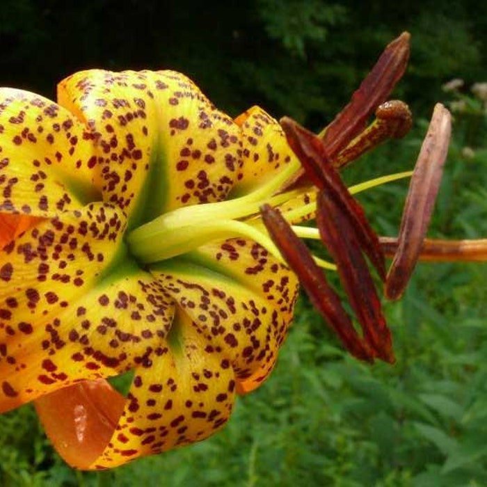Lilium Superbum Turks-Cap American Tiger Turban Swamp Lily 20 Seeds